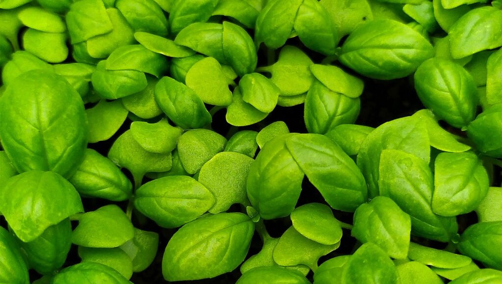 fresh farm-grown Genovese basil leaves in the field.