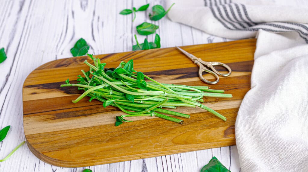 fresh basil stems on a cutting board with herb scissors and a dishtowel