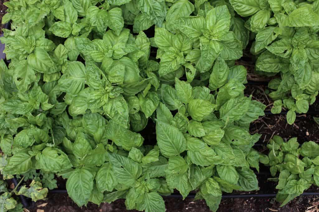 sweet basil in a farm field